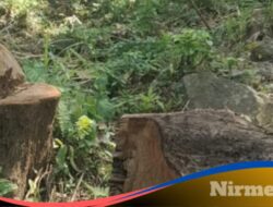 Lapor Pak..! Penebangan Kayu Liar Terjadi di Jembrana, Diduga di Kawasan Hutan Lindung