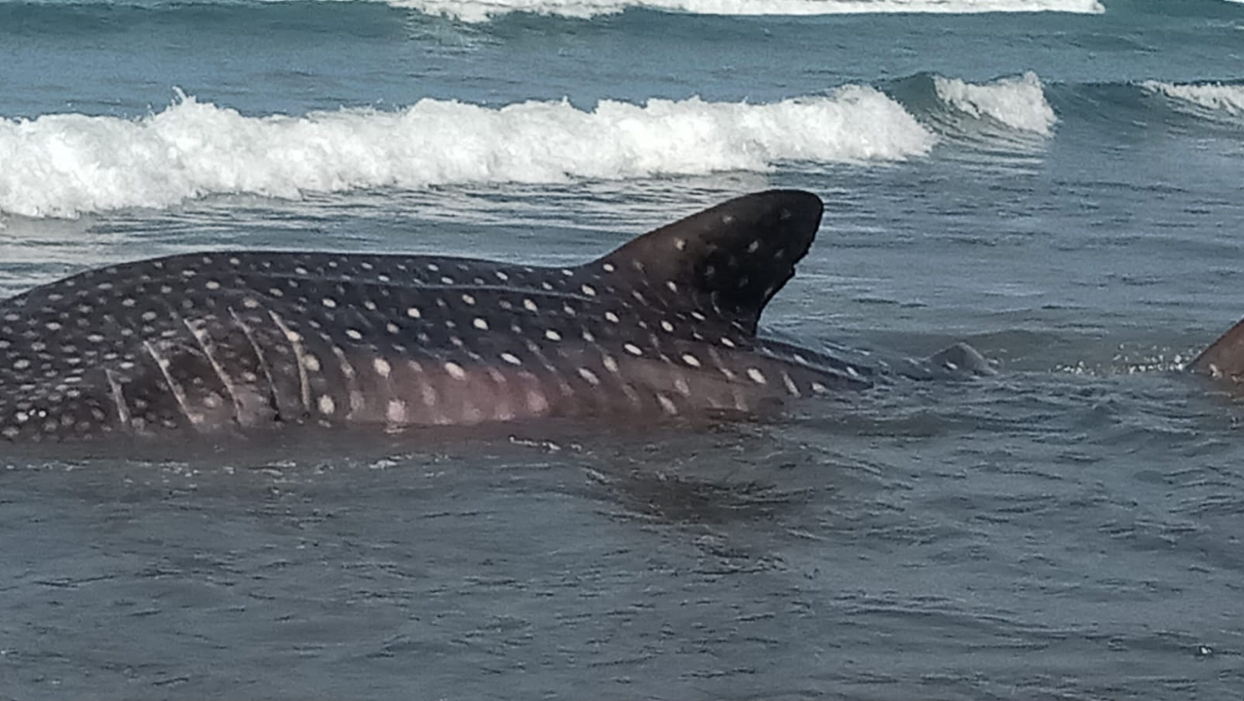 Lagi.. Hiu Paus Terdampar di Pantai Jembrana