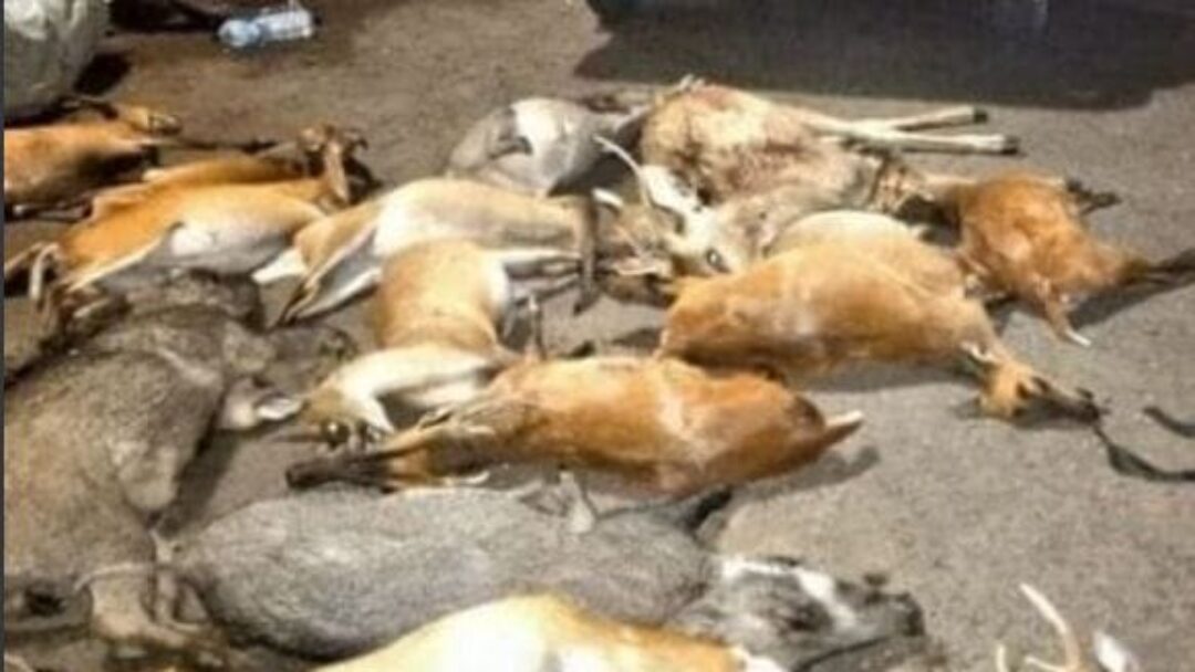 Kasus Perburuan Liar di Hutan TNBB, Satu Buronan Menyerahkan Diri