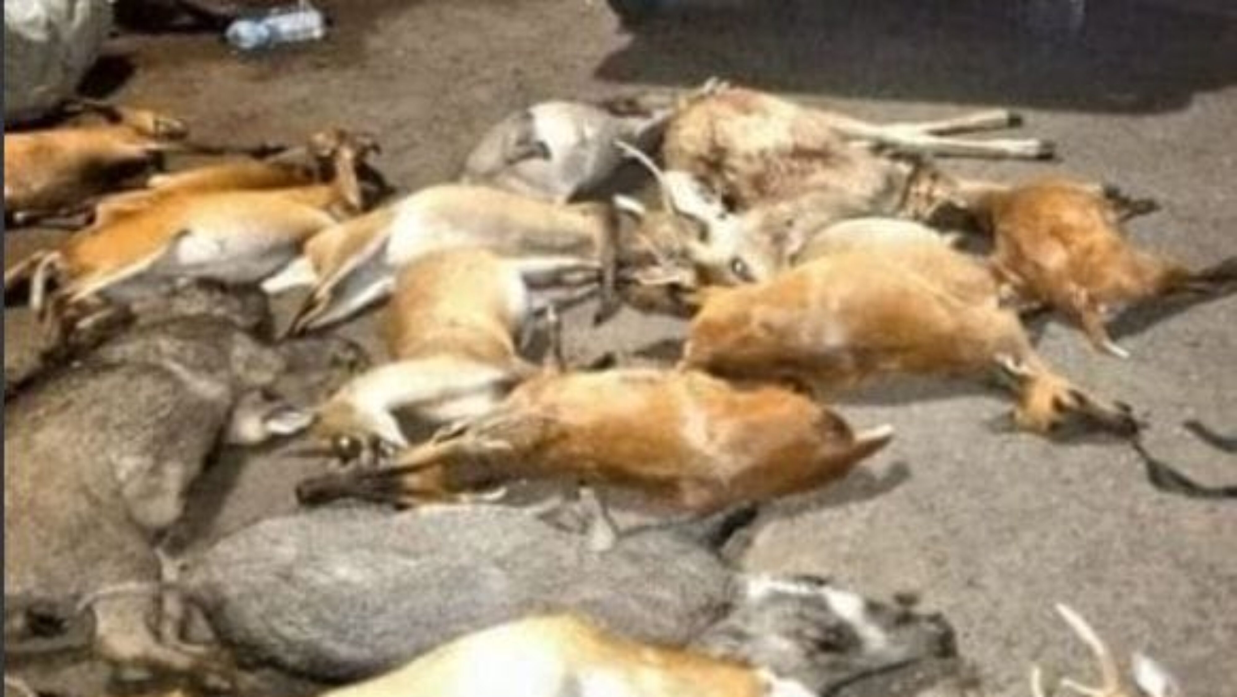 Kasus Perburuan Liar di Hutan TNBB, Satu Buronan Menyerahkan Diri