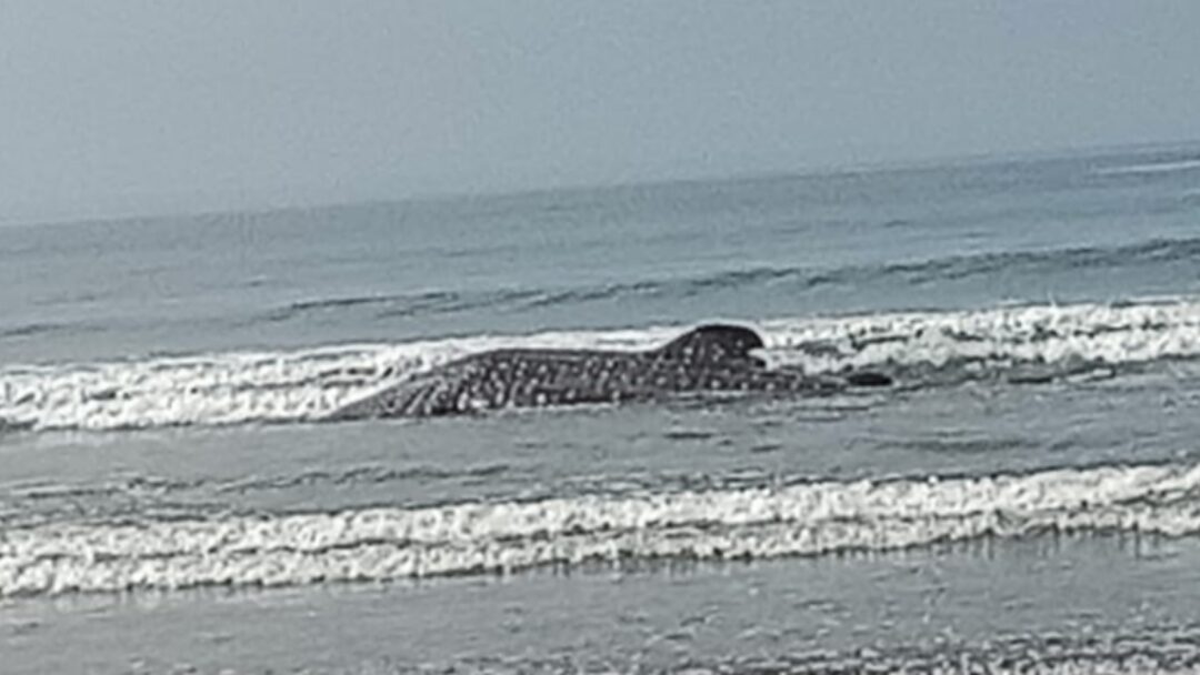 Hiu Paus Terdampar di Pantai Pekutatan, Berhasil Dievakuasi Warga dan Wisatawan