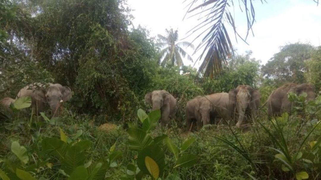 Segerombolan Gajah Memasuki Areal Perkebunan Warga Pekon Ulok Mukti