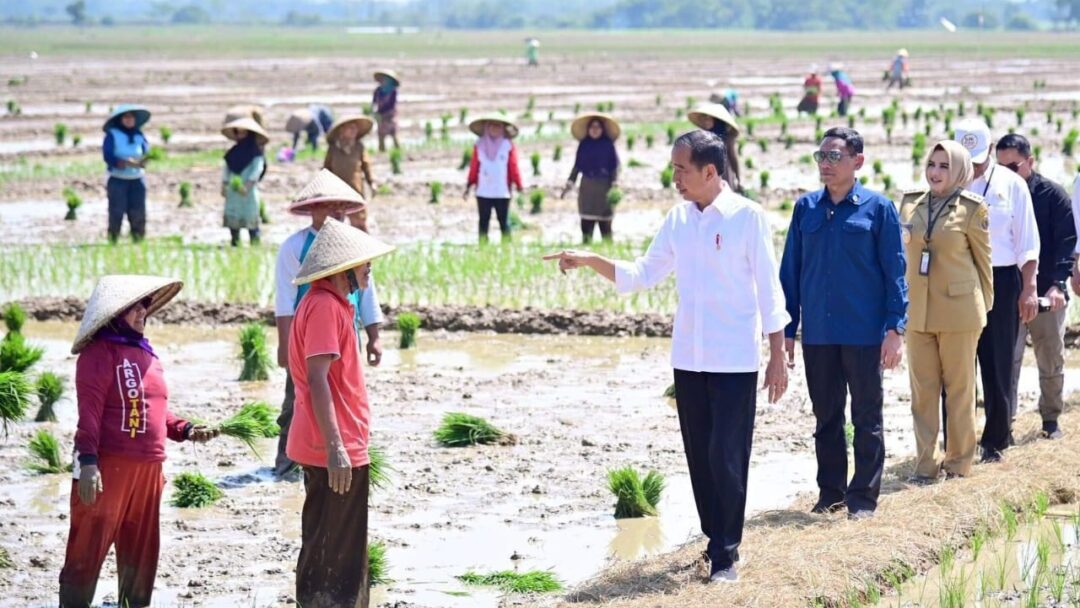 Presiden Jokowi Tinjau Penanaman Padi Dan Serap Aspirasi Petani Di Pekalongan