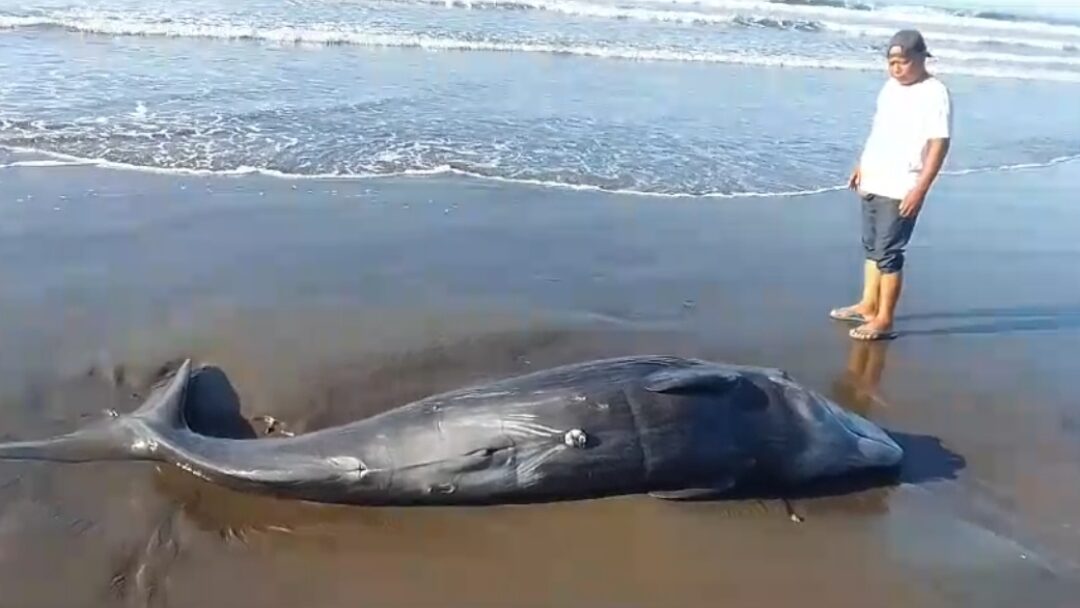 Seekor Mamalia Laut Ditemukan Mati Terdampar di Pantai Yehembang
