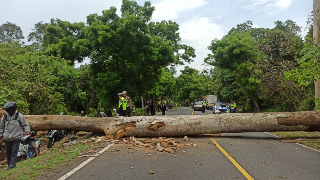 Pohon Tumbang Lumpuhkan Jalur Denpasar-Gilimanuk Selama 40 Menit