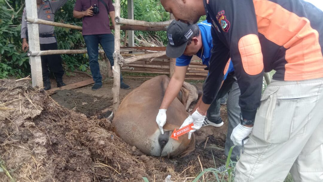 Sapi Jantan Milik Warga Jembrana Mati Mendadak, Diduga Keracunan
