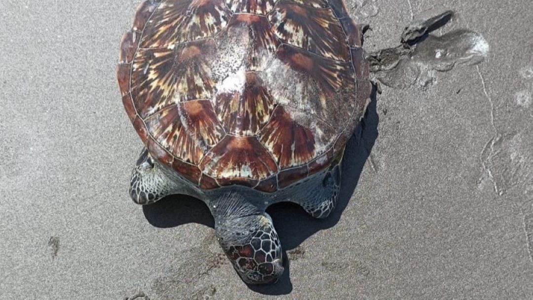 Penyu Hijau Ditemukan Mati di Pantai Yehembang
