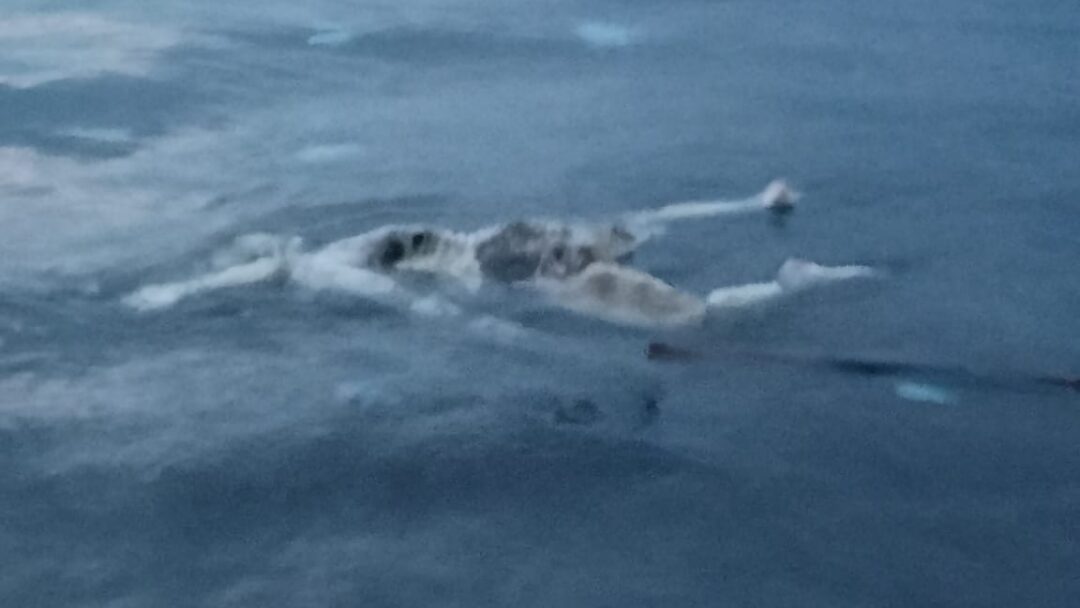 Mayat Mr. X Ditemukan Mengambang di Belakang Pura Segara Rupek Gilimanuk