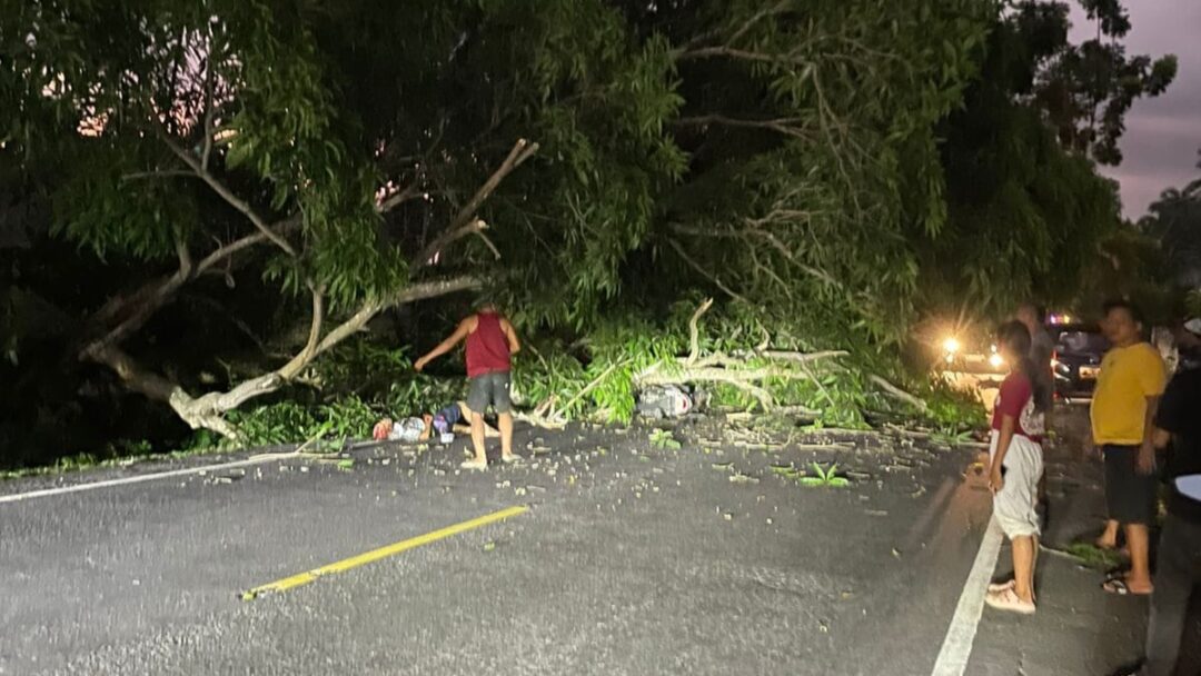 Pohon Tumbang Timpa Pengendara Motor di Jembrana, 2 Orang Luka-luka