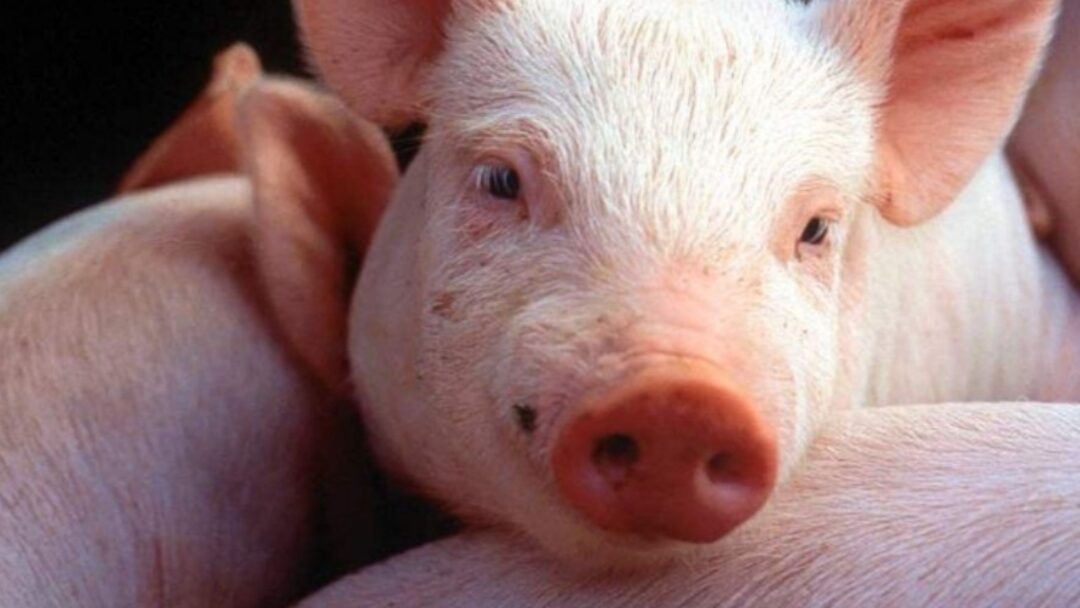 Heboh..! Bendesa Jual Bantuan Babi dan Beras, Disparbud : Kita Tindaklanjuti