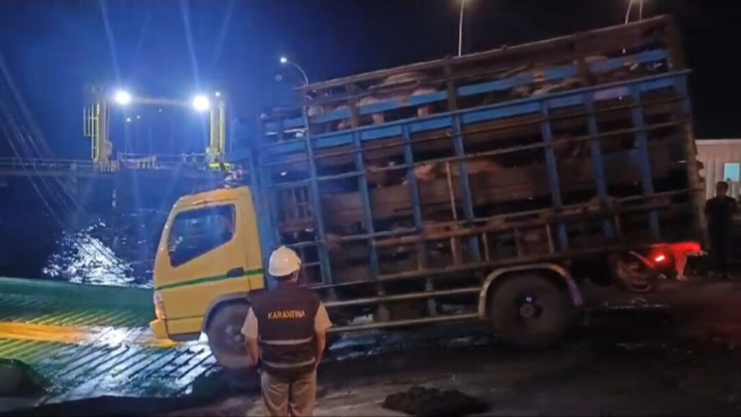 Penyelundupan Ratusan Ekor Babi dari Bali ke Jawa Digagalkan Petugas Karantina