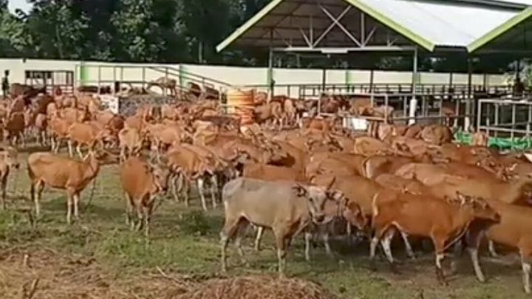 Ratusan Sapi Bali Terjangkit Virus Jembrana di Sumatera Barat, Dugaan Adanya Pengiriman Ilegal