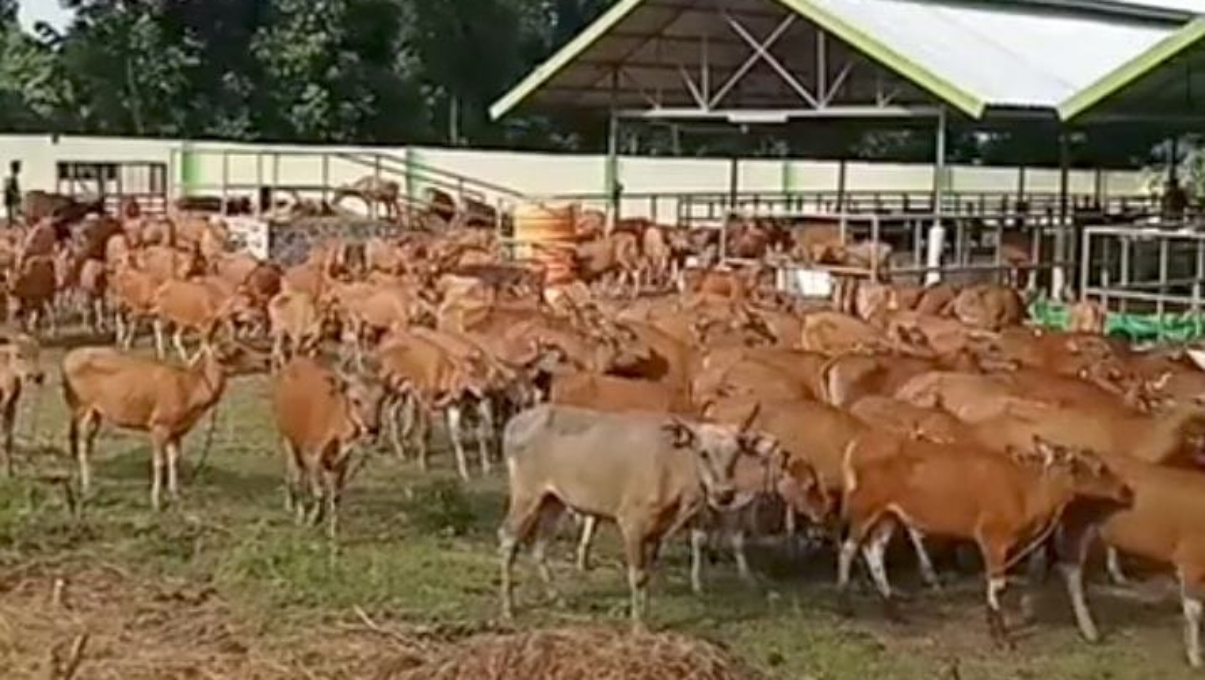 Ratusan Sapi Bali Terjangkit Virus Jembrana di Sumatera Barat, Dugaan Adanya Pengiriman Ilegal