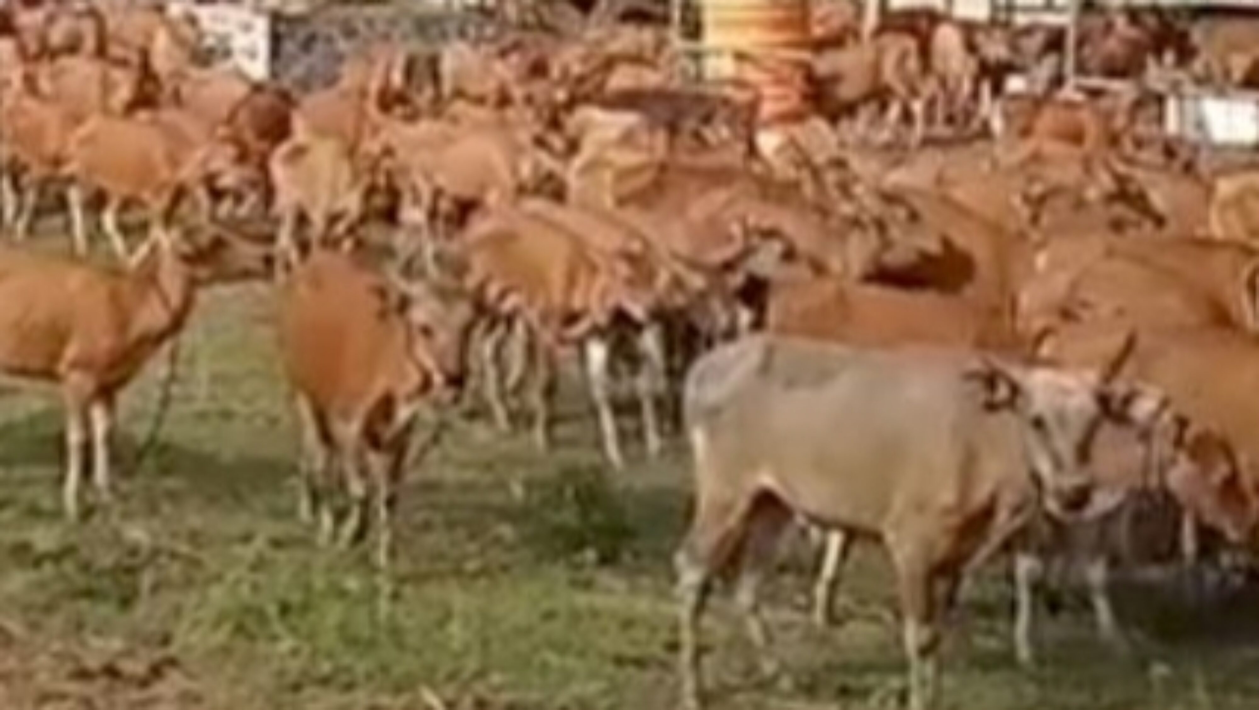 Ratusan Sapi Bali Terjangkit Virus Jembrana di Sumatera Barat, Bukan Dari Bali