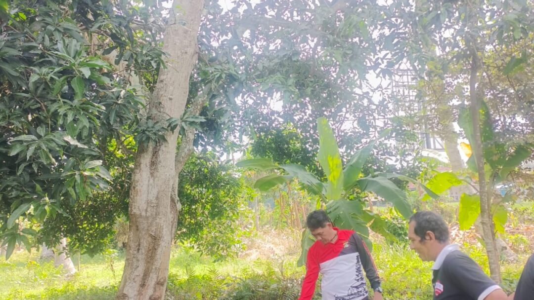 Pria Di Jembrana Jatuh Dari Pohon Mangga Saat Mencoba Selamatkan Keponakan