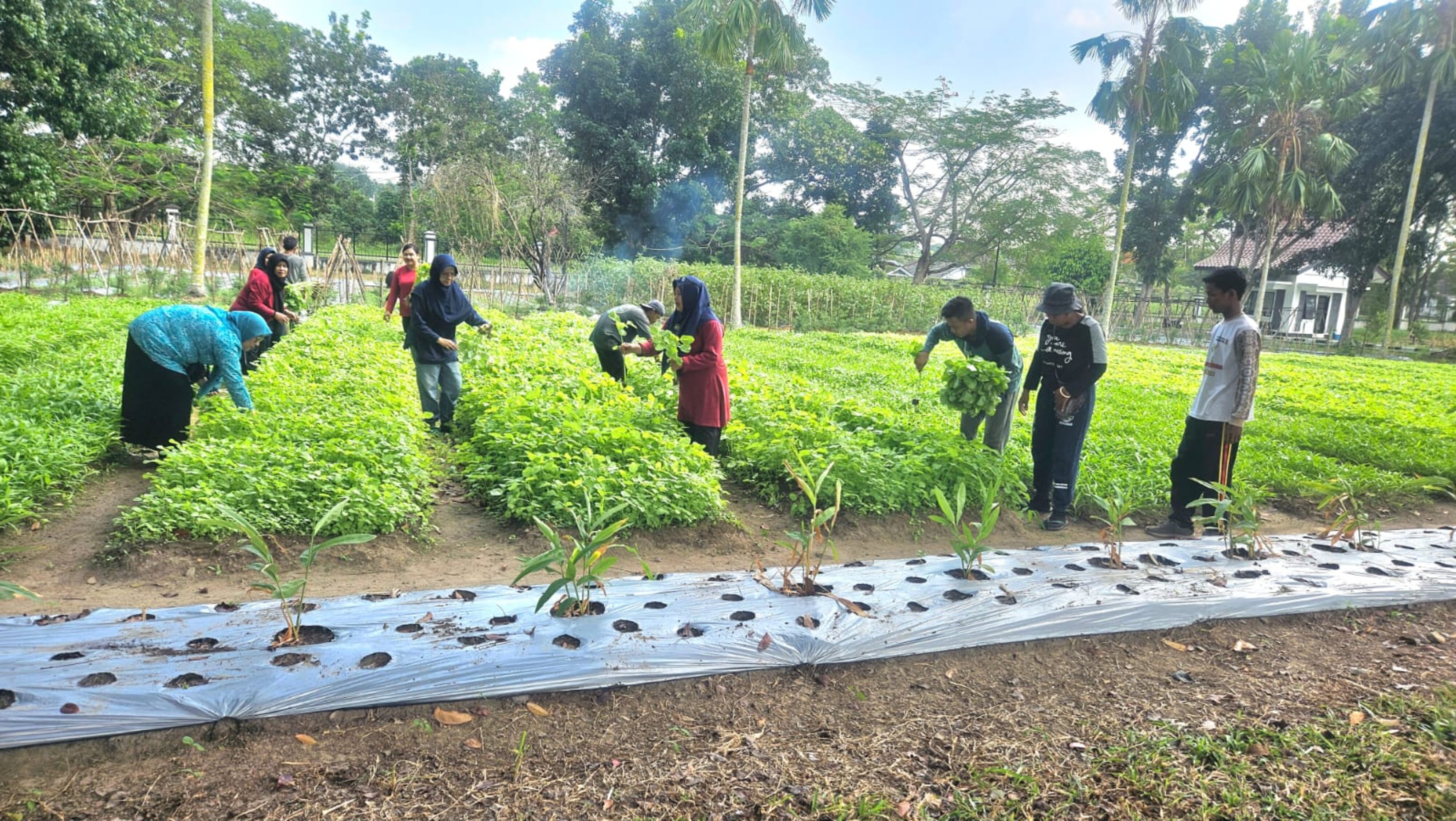 TP PKK Babel Bagi Sayur Yang Ditanam di Rumah Gubernur ke Lansia & Panti Asuhan