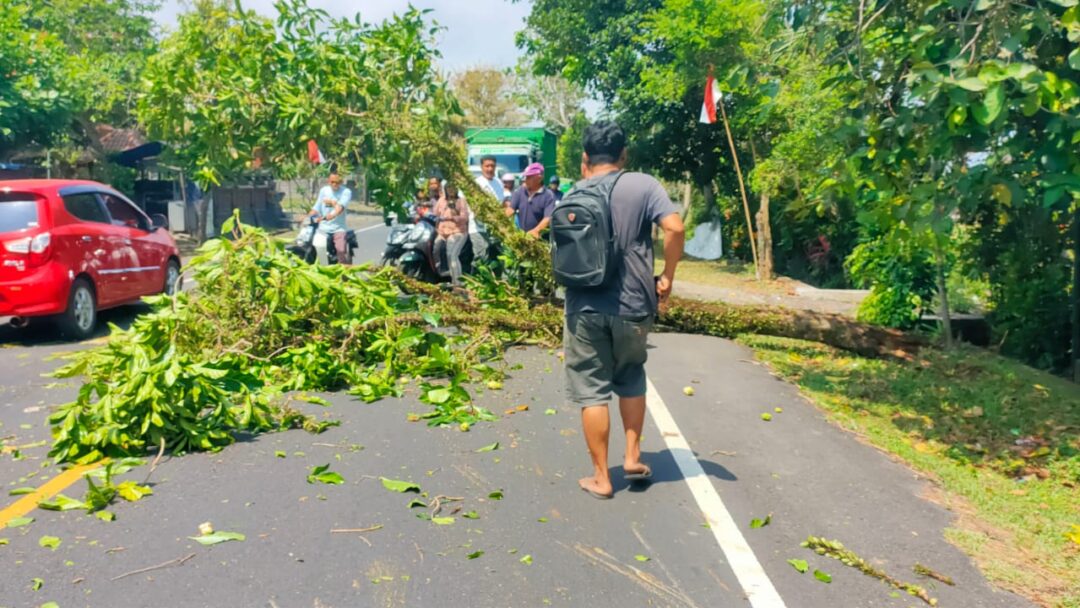 Tertimpa Pohon, Pemotor Tanpa Identitas Terkapar di Jalan Raya Denpasar-Gilimanuk