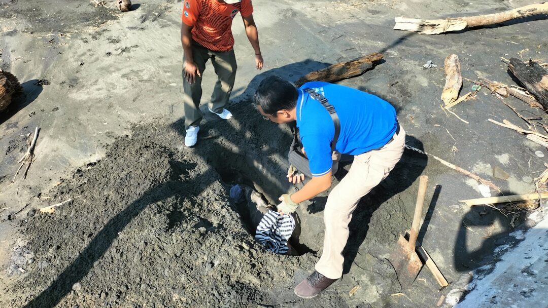Lumba-Lumba Hidung Botol Ditemukan Mati di Pantai Rambutsiwi