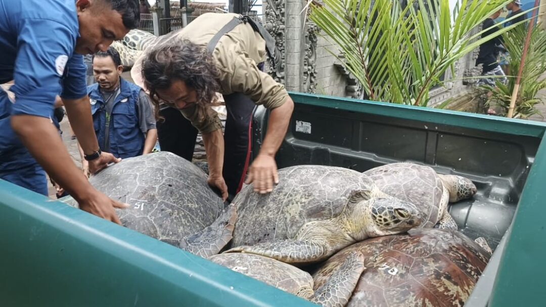 29 Penyu Selundupan Diamankan Polisi, 5 Mati karena Dehidrasi