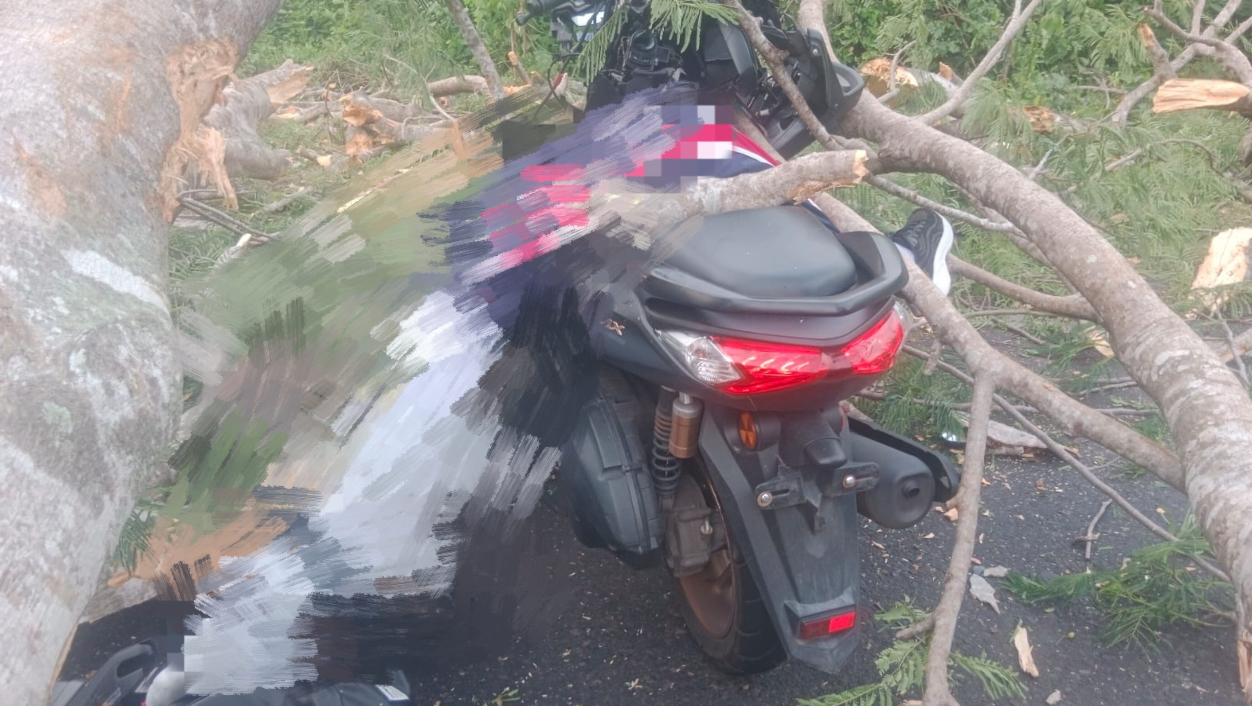 Pohon Tumbang di Jalur Gilimanuk-Denpasar, Pelajar SMA Tewas Tertimpa