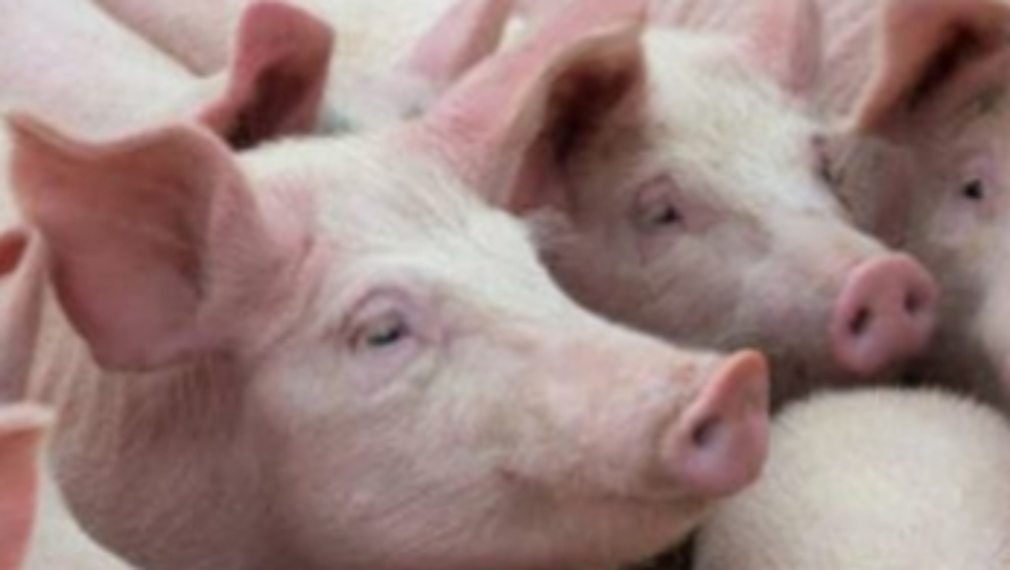 Mih…! Diduga Ada Praktik Jual Beli Ijin Pengiriman Babi ke Luar Pulau dengan Harga Fantastis