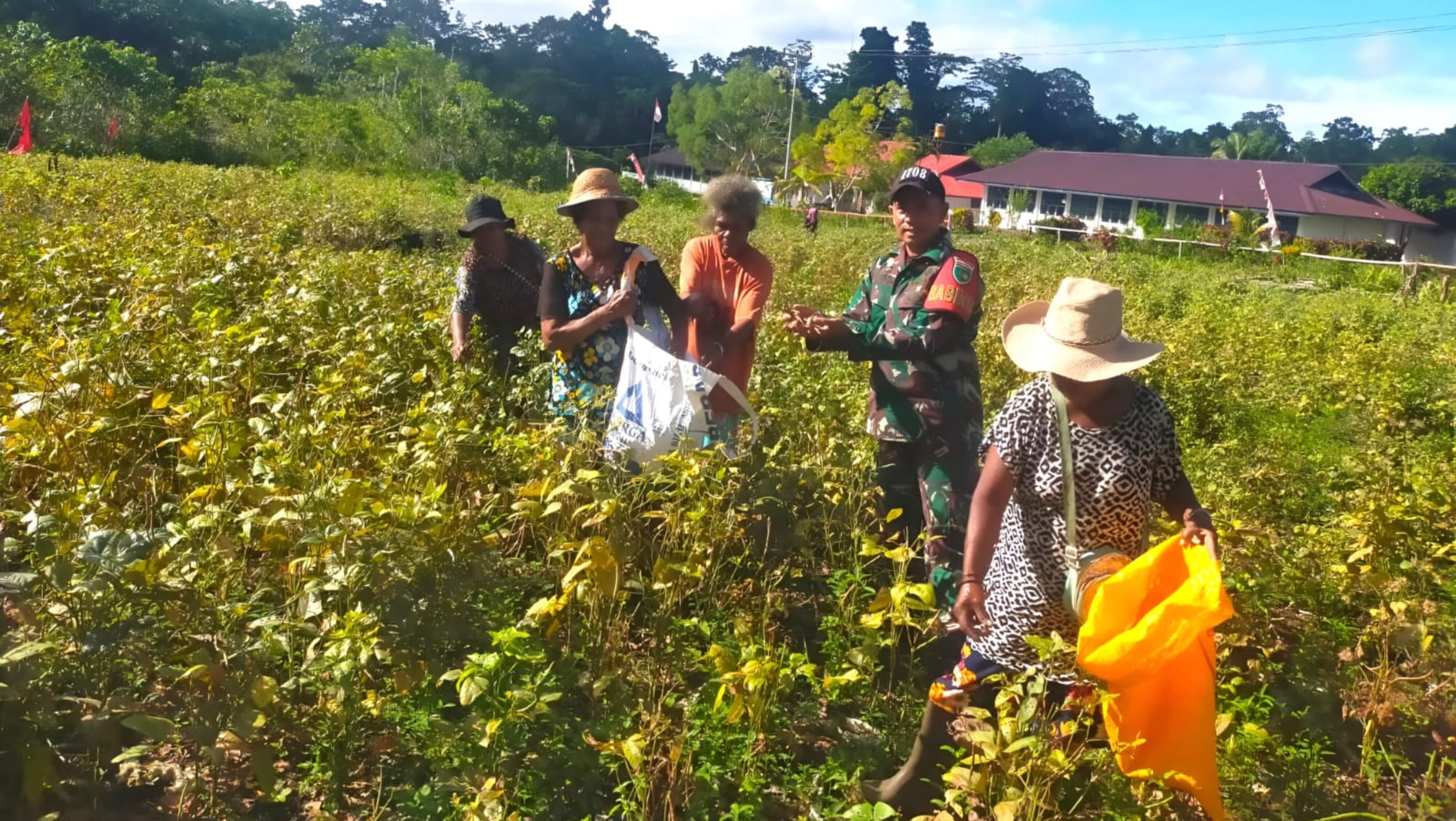 Dorong Kemandirian Pangan, Babinsa Numfor Panen Kacang Hijau Bersama Warga