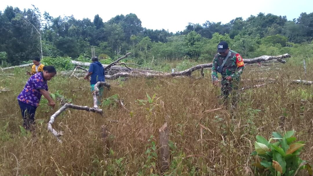 Sukseskan Hanpangan, Babinsa Numfor Bantu Panen Pokem Bersama Masyarakat