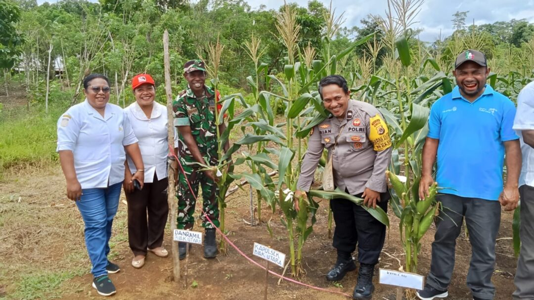 Perkuat Ketahanan Pangan, Babinsa Dampingi Koptan Panen Jagung