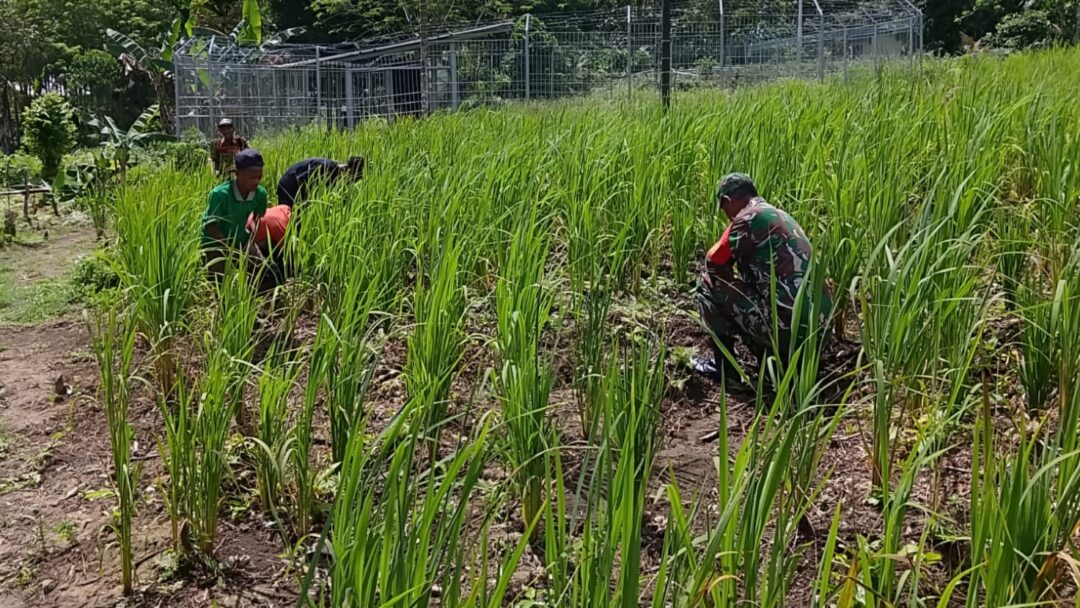 Dorong Hanpangan Warga, Babinsa Biak Utara Bantu Bersihkan Kebun Padi Gogo