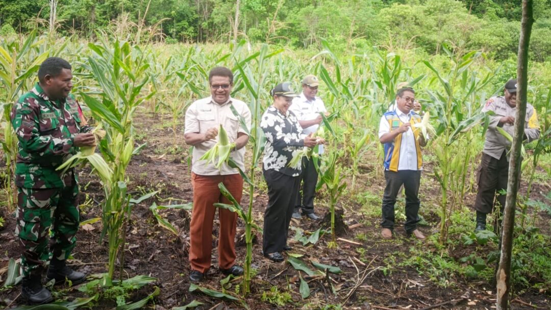 Dorong Kemandirian Pangan, Babinsa Biak Utara Ikut Panen Jagung Manis