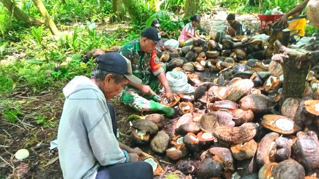 Wujudkan Kemanunggalan TNI-Rakyat, Babinsa Supiori Utara Bantu Masyarakat Pembuatan Kopra
