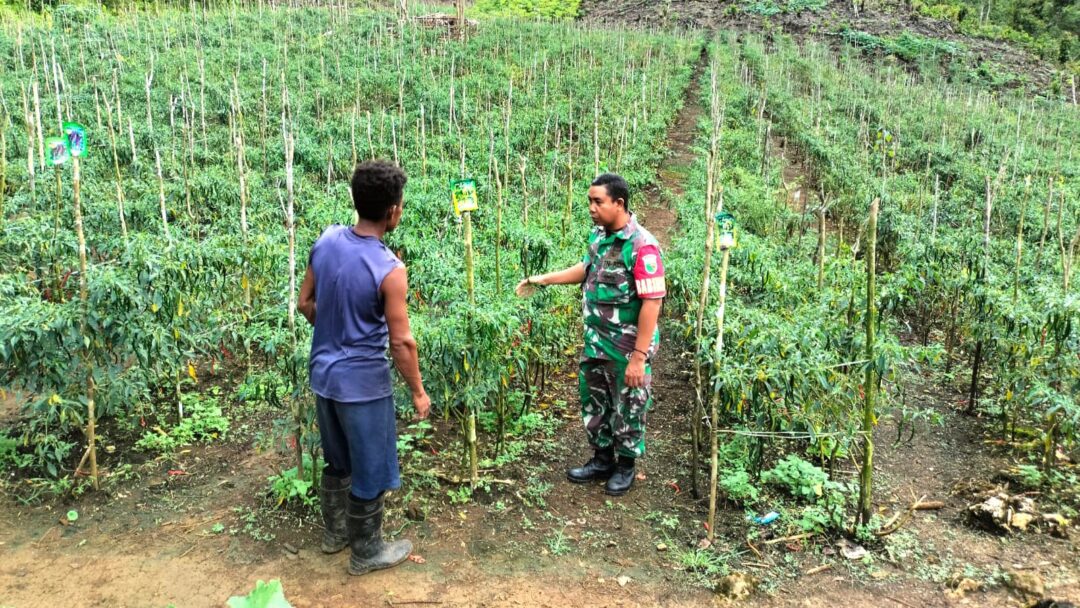 Babinsa Biak Barat Pantau Langsung Perkembangan Kebun Warga