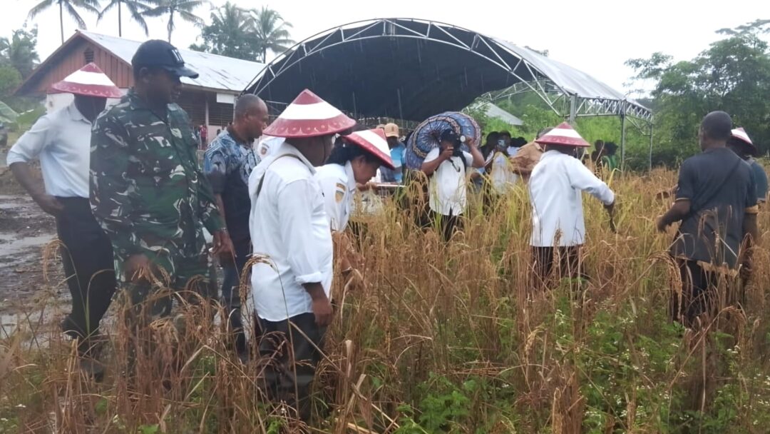 Dukung Hanpangan, Babinsa dan Distan Biak Numfor Panen Padi