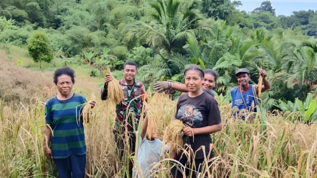 Dukung Hanpangan, Babinsa Warsa Dampingi Petani Panen Padi