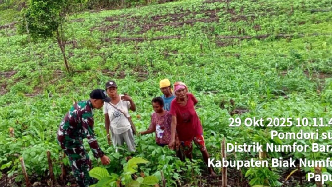 Jaga Pertumbuhan Pangan, Babinsa Numfor Bantu Petani Merawat Tanaman Kacang Hijau