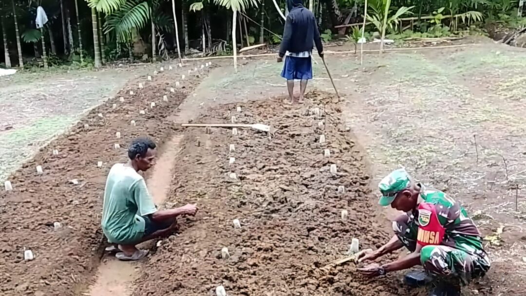 Dorong Ekonomi Warga, Babinsa Supiori Selatan Bantu Petani Tanam Cabai