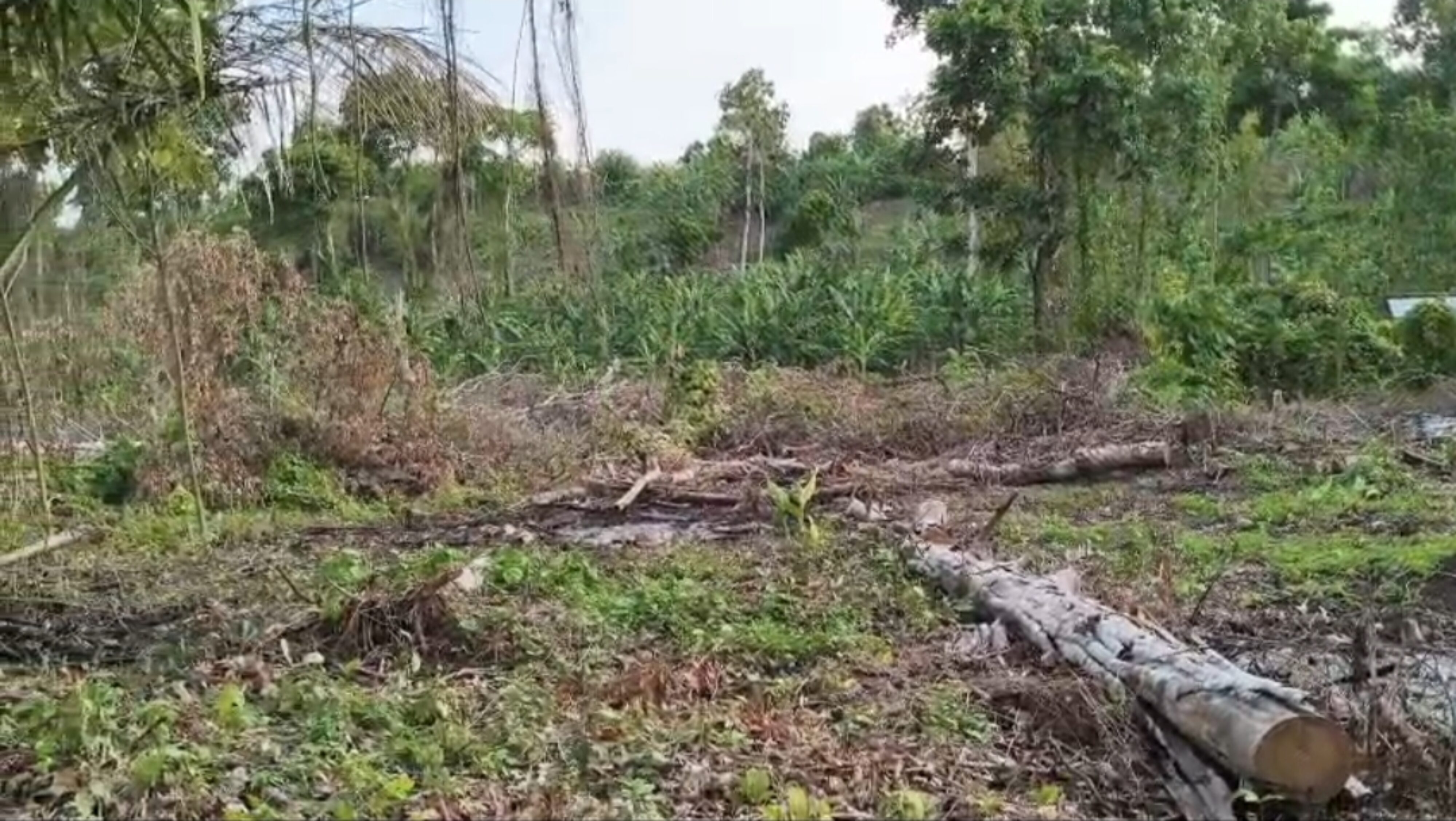 Gawat! Nyaris tak Ada Pohon Besar, Hutan di Jembrana Gundul Ditanami Pisang dan Cokelat, Diduga Pemicu Banjir