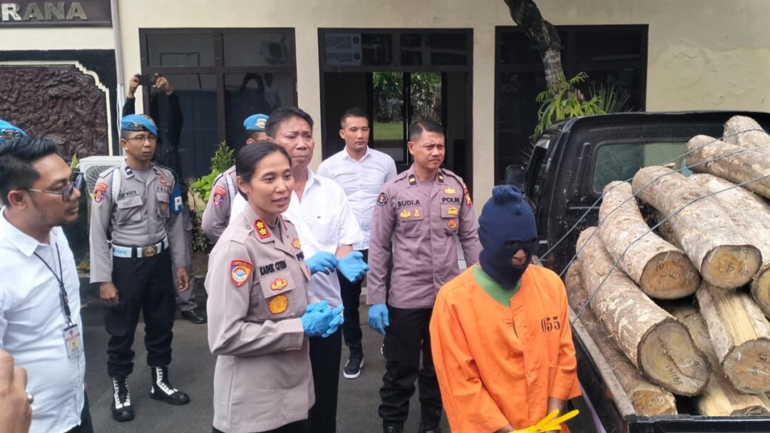 Residivis di Jembrana Kembali Jadi ‘Raja Hutan’, Ditangkap Saat Angkut 32 Gelondong Kayu Jati Curian