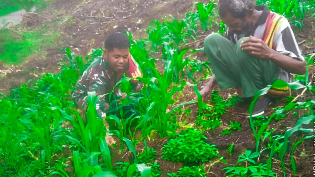 Jaga Pertumbuhan Tanaman, Babinsa Bantu Petani Bersihkan Kebung Jagung Warga