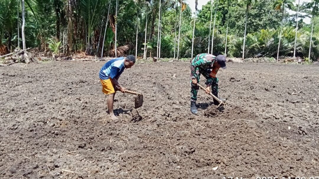 Babinsa Supiori Utara Dukung Petani Olah Lahan Padi dan Jagung di Yenggarbon