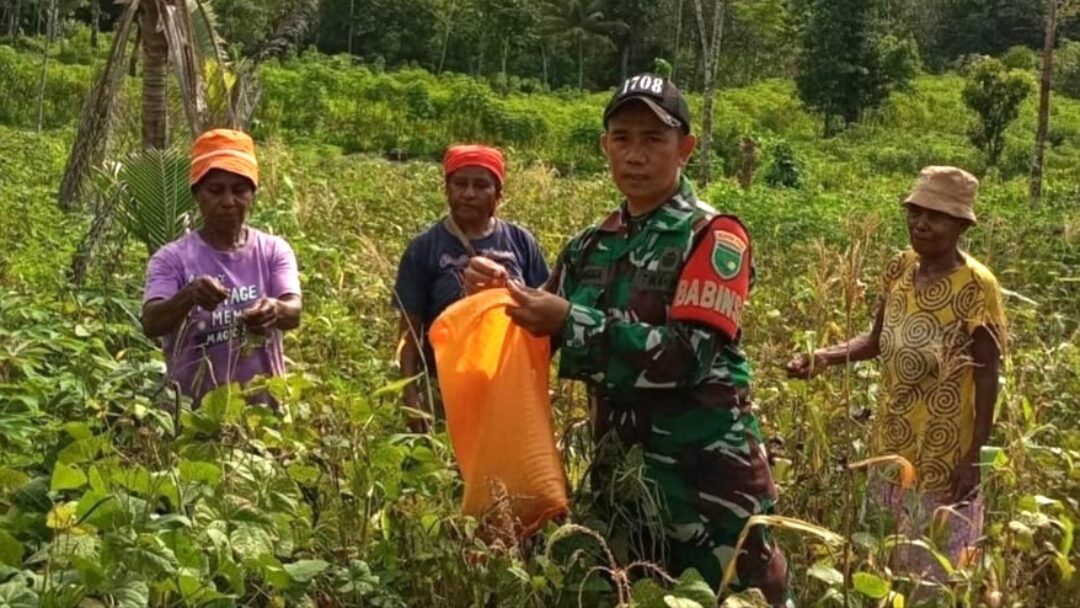 Babinsa Numfor Turun ke Lahan Bantu Petani Panen Kacang Hijau di Numfor Barat