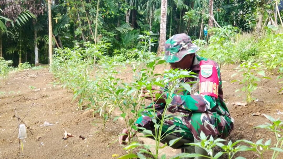 Babinsa Supiori Selatan Dampingi Petani Merawat Tanaman Cabai