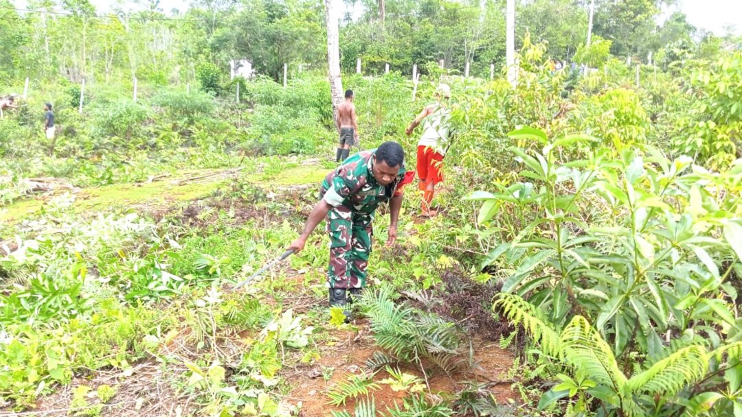 Peduli Ketahanan Pangan, Babinsa Biak Utara Bantu Warga Siapkan Lahan Kebun