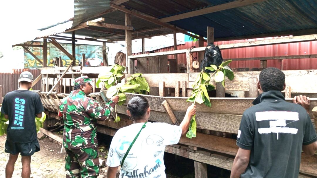 Babinsa Biak Kota Monitoring Peternakan Kambing Warga Kampung Sumberker