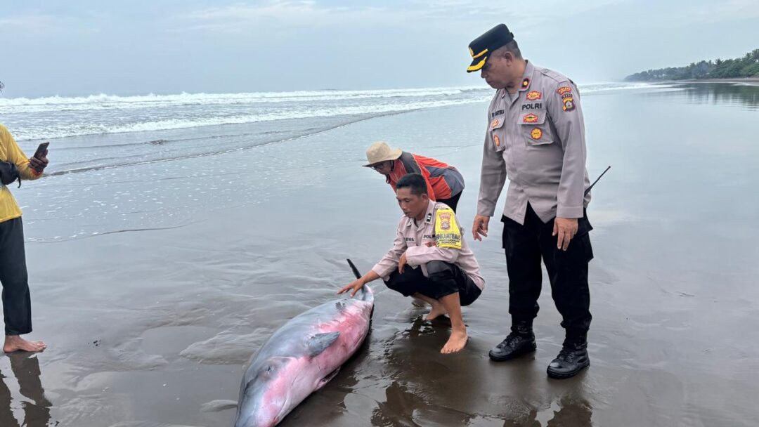 Paus Sperma Kerdil Terdampar di Pantai Tembles Jembrana