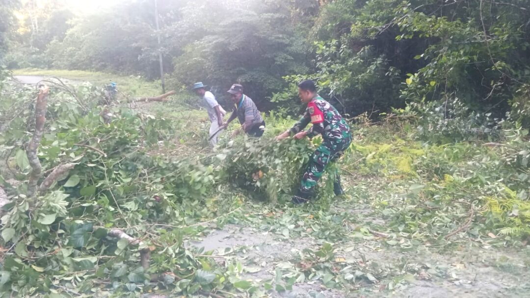 Pohon Tumbang Tutup Jalan Fanindi, Babinsa dan Warga Bergerak Cepat Lakukan Pembersihan