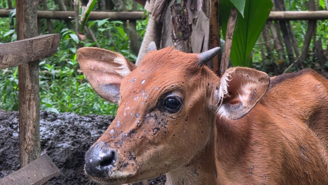 Geger Sapi di Jembrana Mati Mendadak dengan Tubuh Bentol-bentol, Serangan LSD?