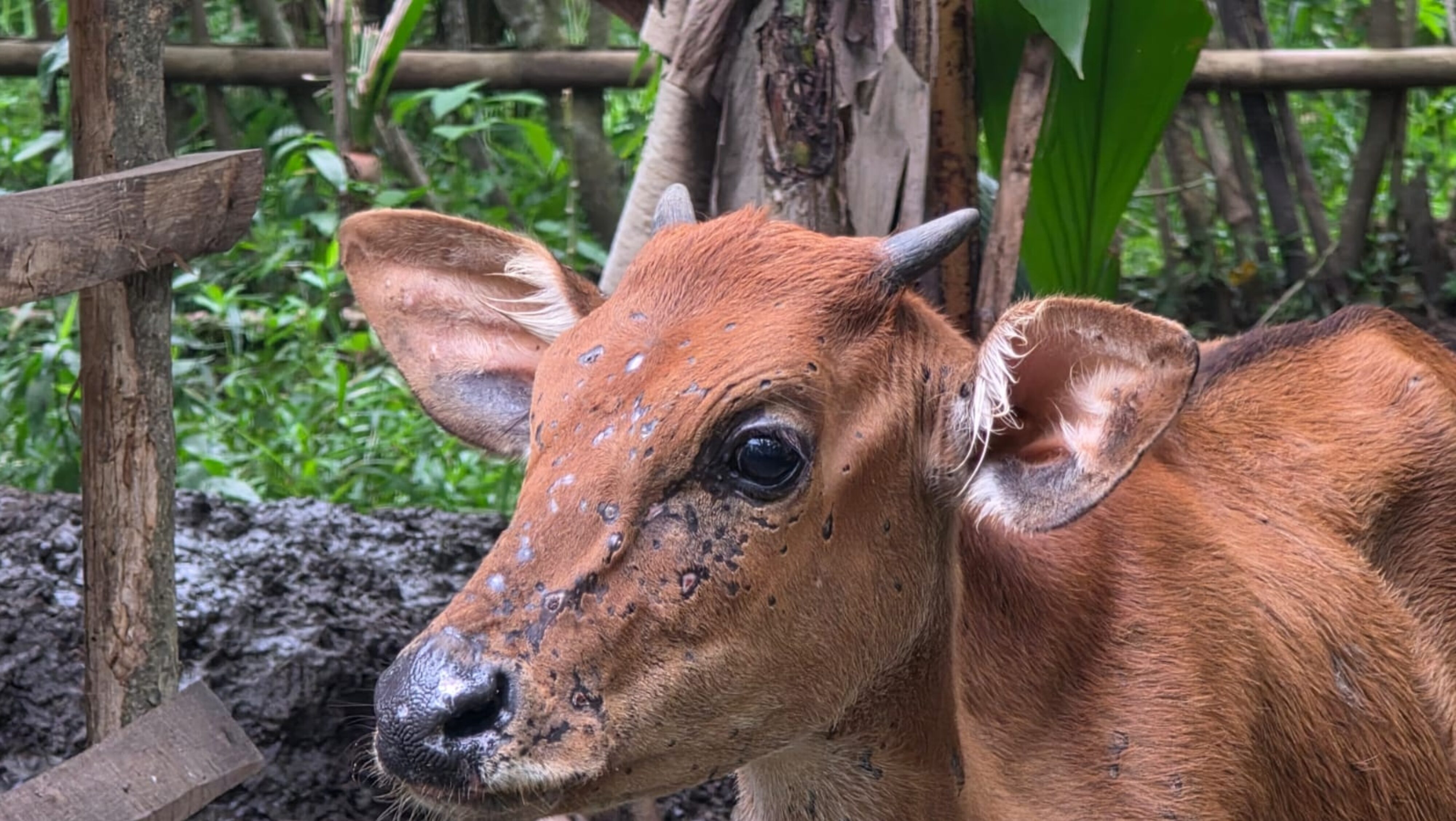 Geger Sapi di Jembrana Mati Mendadak dengan Tubuh Bentol-bentol, Serangan LSD?