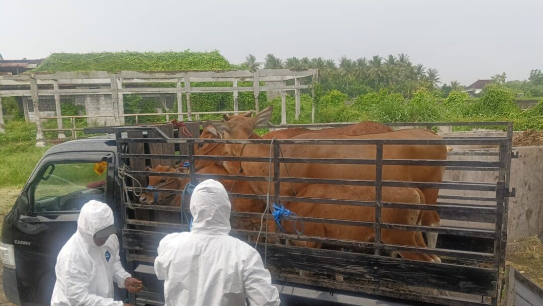5 Sapi Terjangkit LSD di Jembrana Dipotong Bersyarat