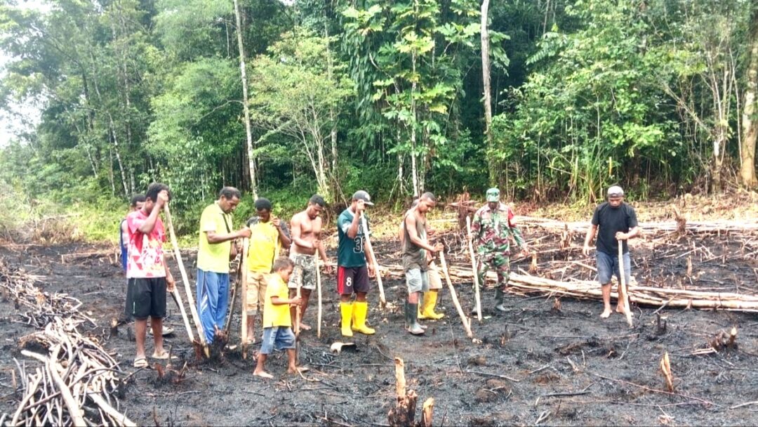Dukung Hanpangan, Babinsa Numfor Dampingi Petani Tanam Kacang Hijau